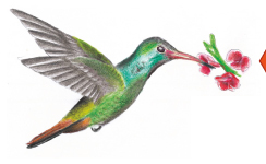 Amazilia colirrufa